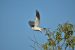 2-Elanion blanc | Elanus caeruleus | Black-winged Kite